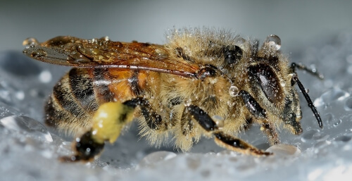 Insekten im Winter